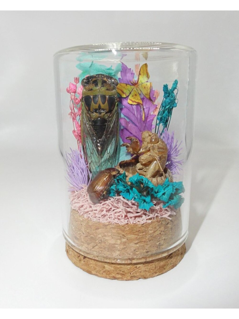Cicada Beetle Flowers Oddity Jar curiosity insect taxidermy nature diorama
